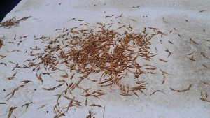 Drying paloverde (Parkinsonia microphylla) seeds on my roof to kill bruchid beetles lurking inside